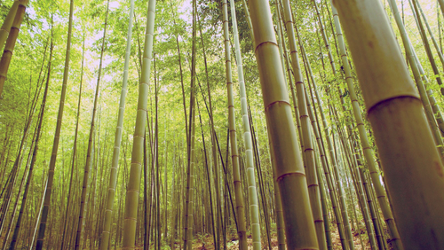 Bamboo woods